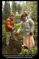 Swamis planting redwood